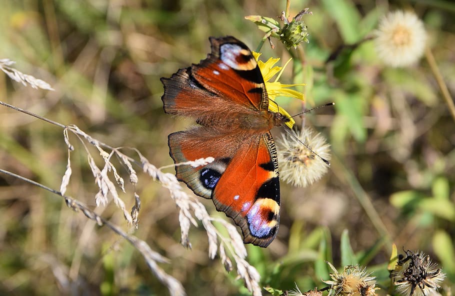 butterfly, insects, meadow, grass, nature, close-up, summer HD wallpaper