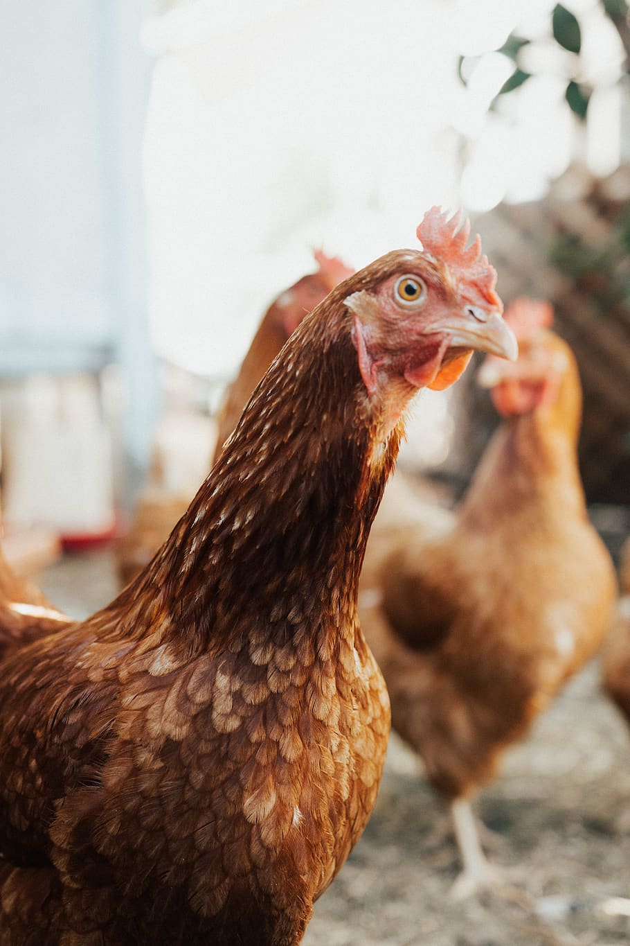 brown hen, animal themes, domestic animals, livestock, pets, bird HD wallpaper