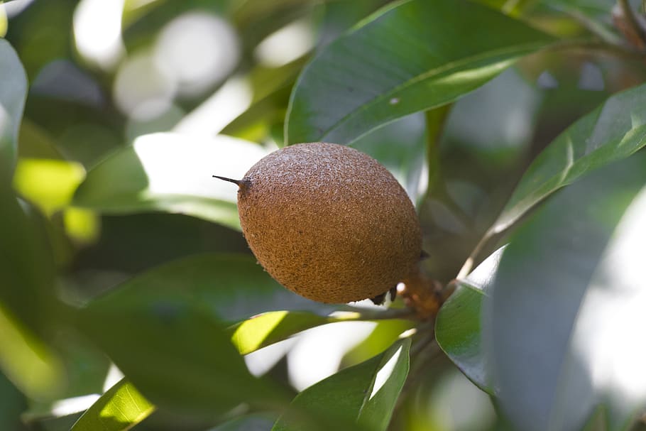 colombia, fruit, healthy eating, plant part, leaf, food and drink HD wallpaper