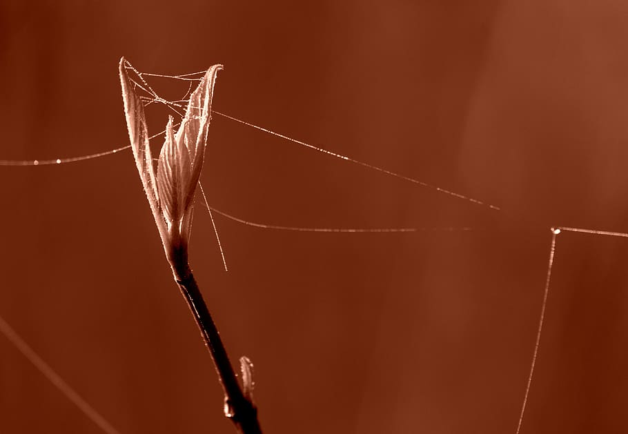 leaf, spring, dewdrop, plant, background, close-up, no people HD wallpaper