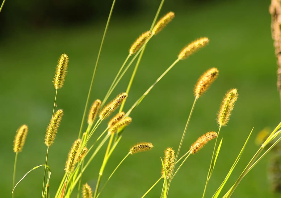 grass, summer, nature, landscape, meadow, green, spring, field HD wallpaper