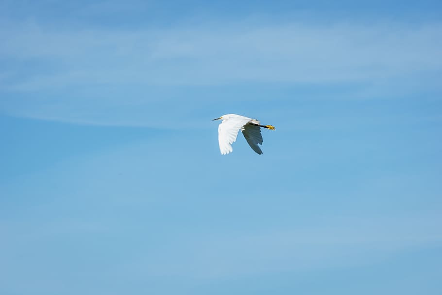 crane, bird, flying, wings, blue, sky, animals, one animal HD wallpaper