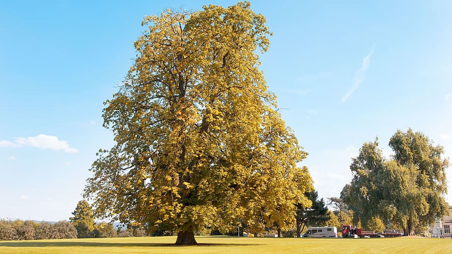 germany, essen, fall, leaf, yellow, tree, bluesky, nature, landscape HD wallpaper