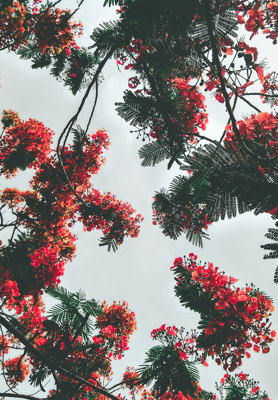 Red Petaled Flowers, branch, color, daylight, leaves, low angle shot HD wallpaper
