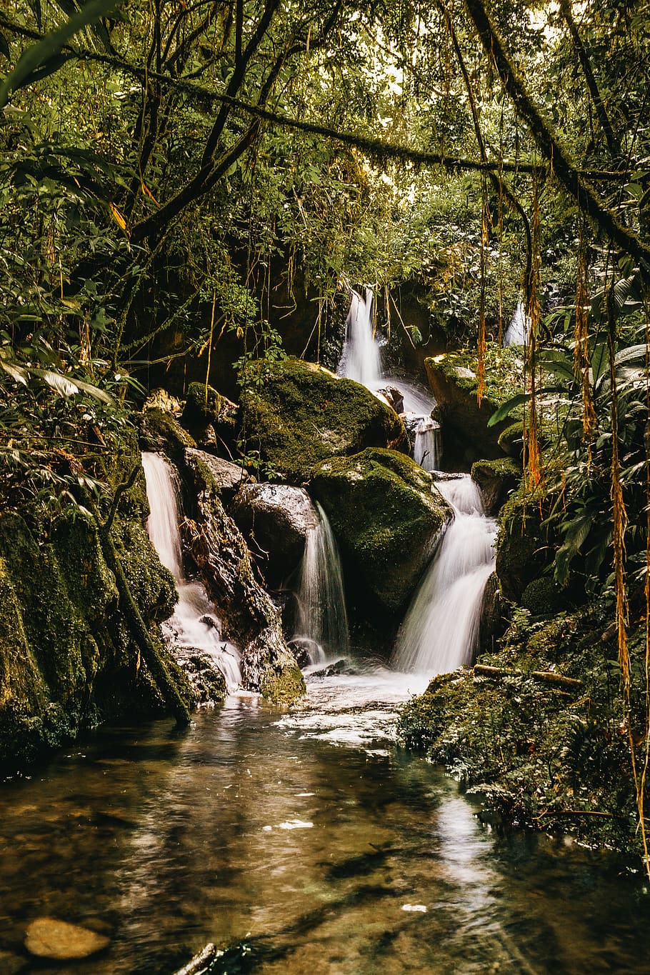 river flowing on forest, tree, water, waterfall, plant, motion HD wallpaper