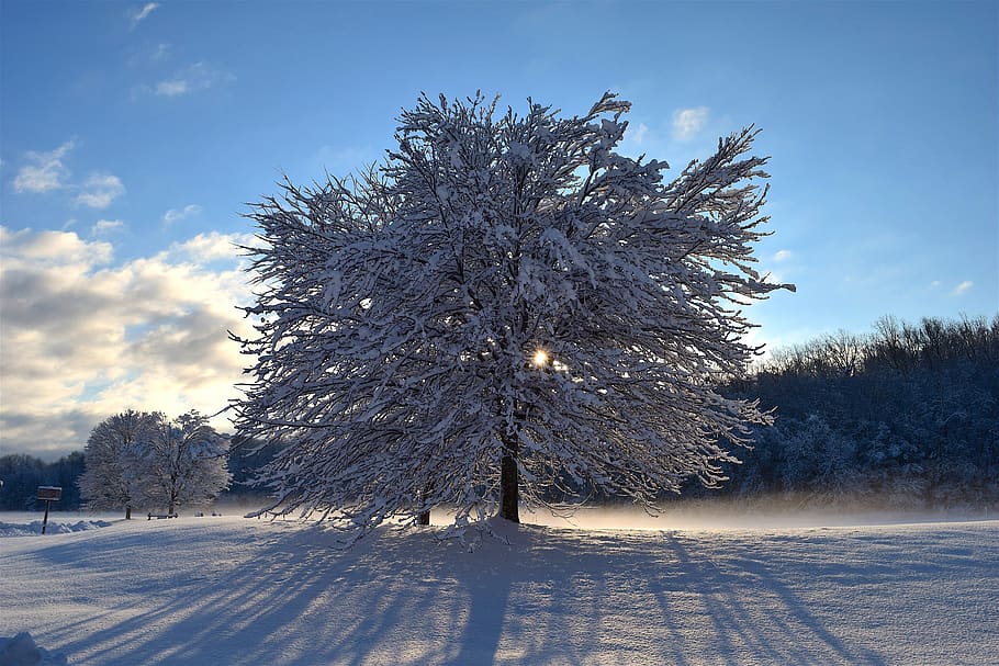 snow, tree, sunlight, shadow, winter, cold, frost, nature, white HD wallpaper