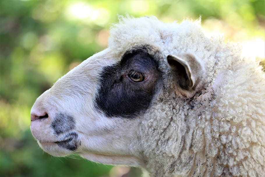 white sheep, head, animal, wool, nature, pasture, meadow, outdoor HD wallpaper