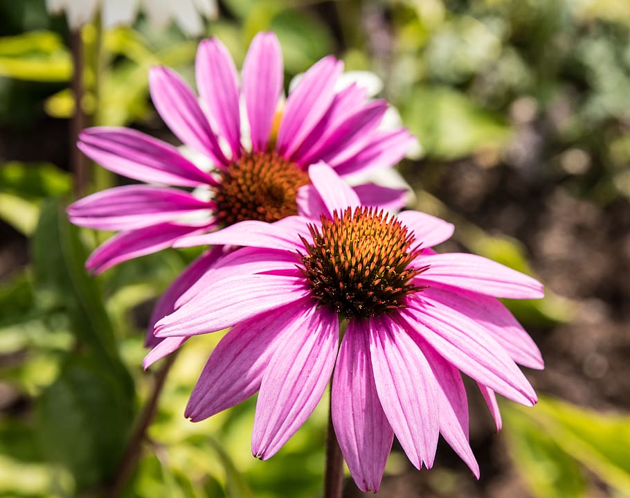 sun hat, flower, plant, blossom, bloom, flora, garden, ornamental plant HD wallpaper