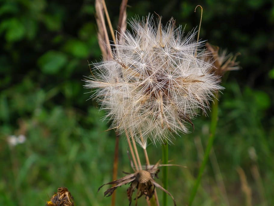 dandelion clock, blow, flower, plant, spring, meadow, nature HD wallpaper