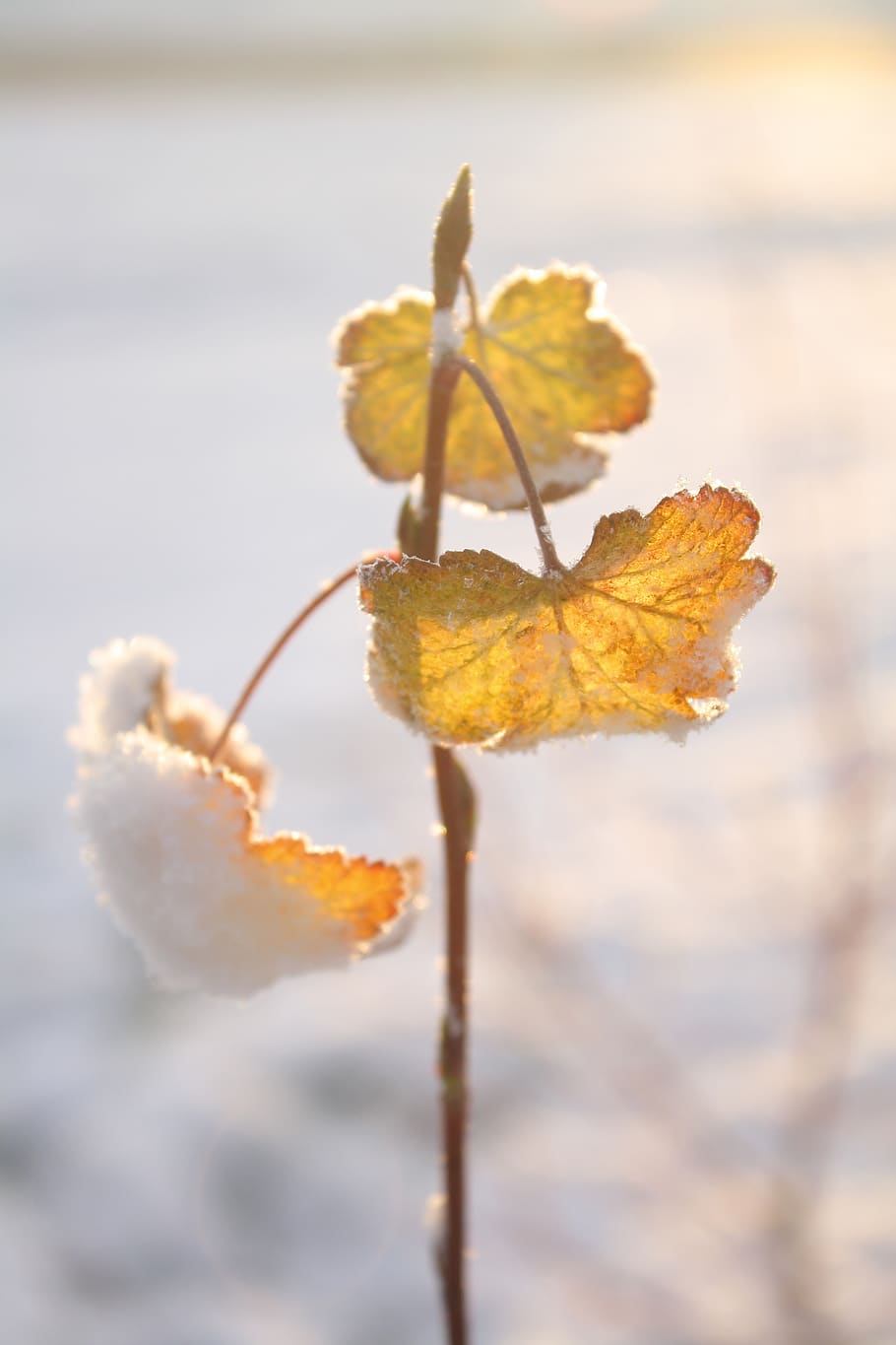 plant with 3 leaves, leaf, nature, outdoors, snow, ice, frost HD wallpaper