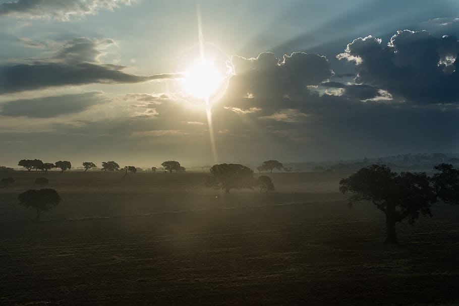 Green Trees, dawn, dust, nature, sun, sunrise, sunset, twilight HD wallpaper