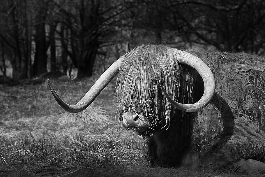 gray and white bison, mammal, animal themes, horned, one animal HD wallpaper