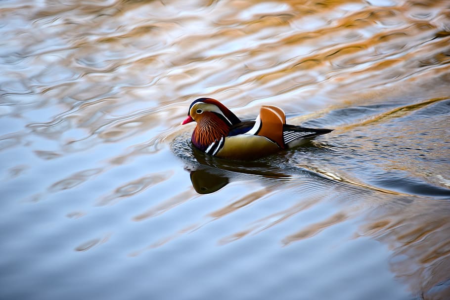 brown and white duck, bird, animal, water, outdoors, beak, waterfowl HD wallpaper