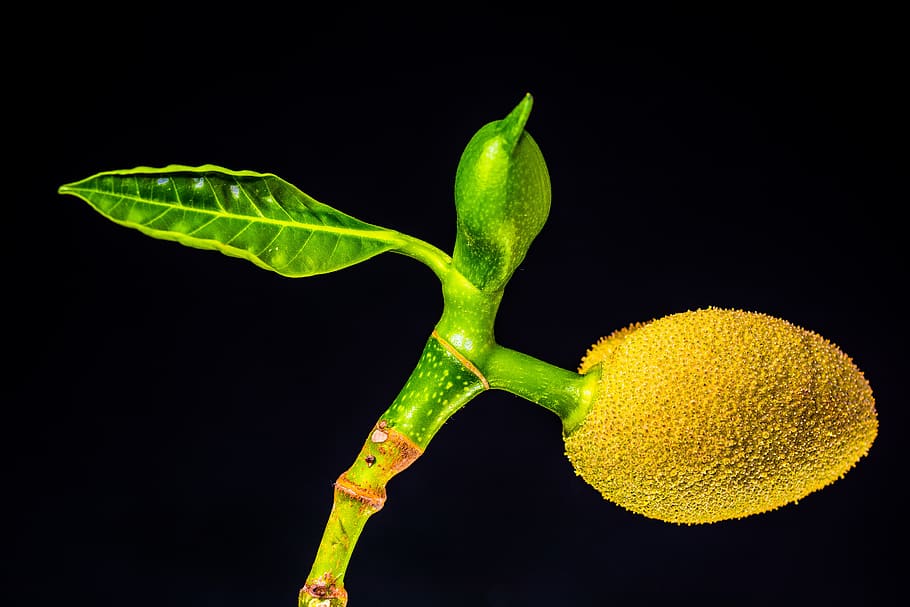 Single Leaf on Plant and Yellow Fruit, jack fruit, black background HD wallpaper