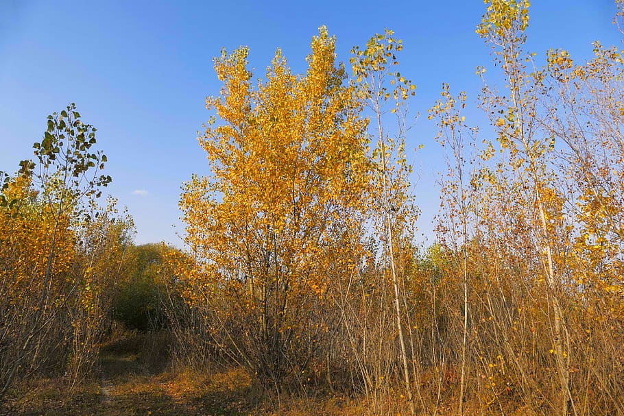 trees, forest, path, nature, autumn, plant, beauty in nature HD wallpaper