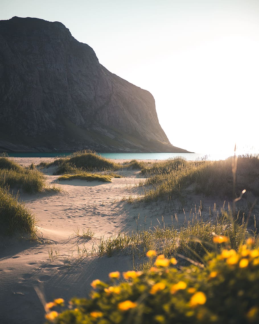 black grass field planted on sand, beach, dune, cliff, mountain HD wallpaper