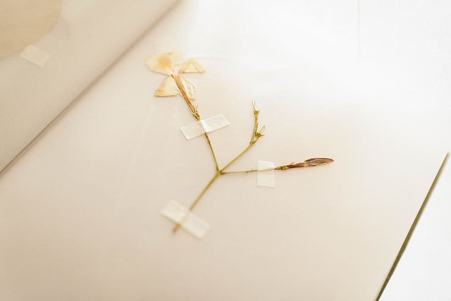 Dried White Flower Taped in Book, abstract, art, artistic, artwork HD wallpaper