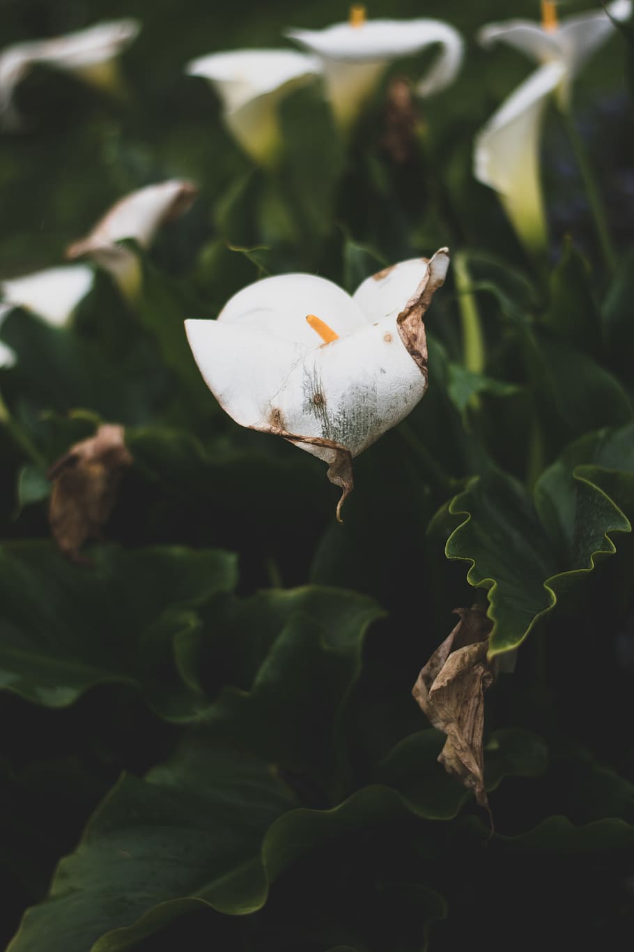 green, white, nature, spring, flower, flowers, dead, wilted HD wallpaper