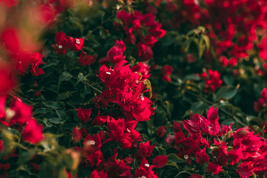 red petaled flowers, plant, blossom, geranium, rose, peony, flax HD wallpaper