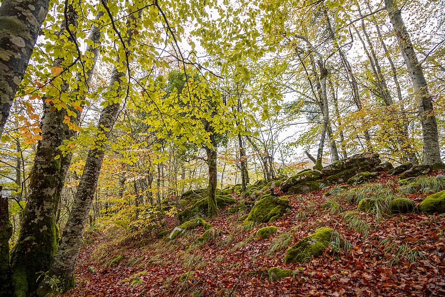 forest, nature, landscape, trees, green, leaves, shadow, wood HD wallpaper