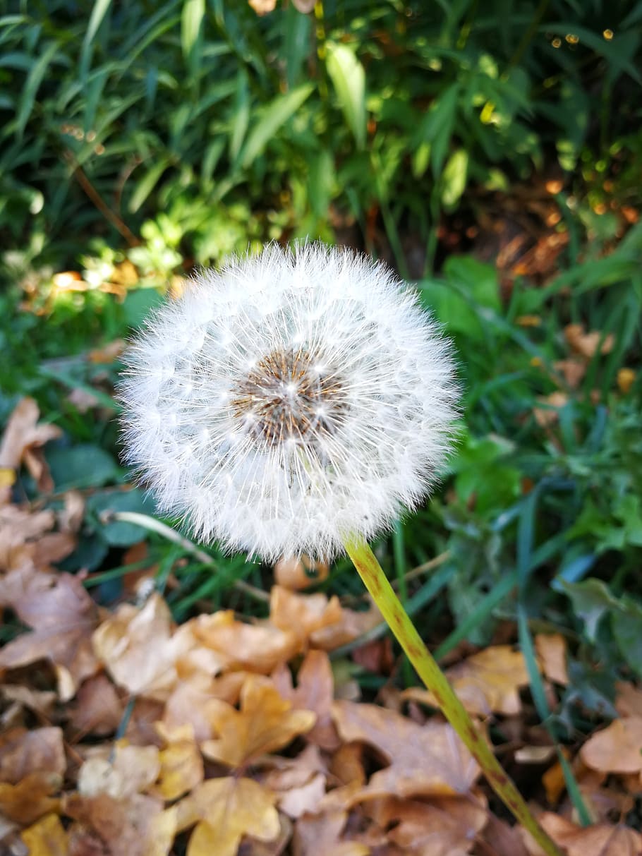 dandelion, flower, narureza, flowering plant, fragility, vulnerability HD wallpaper