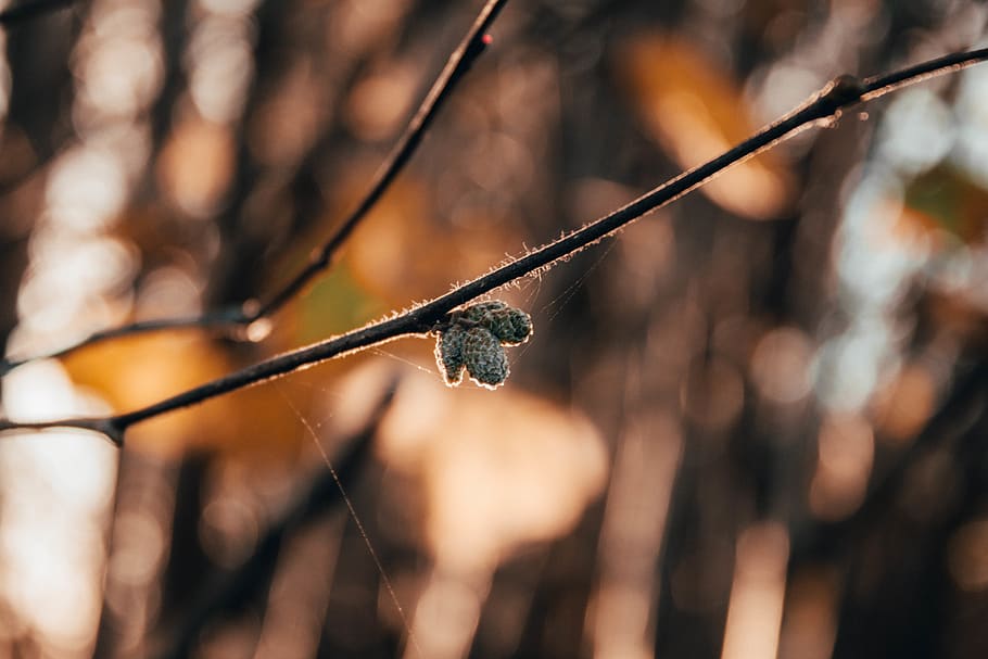 germany, dannau, focus on foreground, plant, tree, branch, nature HD wallpaper