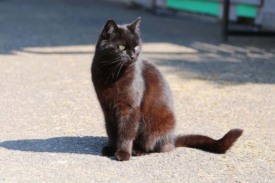 black cat, shadow, animal, animal themes, one animal, domestic cat HD wallpaper