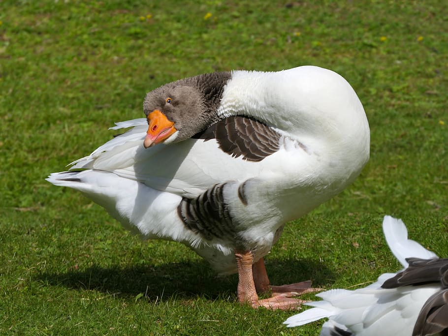 goose, look, neck, bird, animal, beak, comic, yk, animal themes HD wallpaper