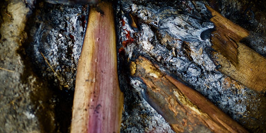 wood - material, close-up, no people, tree, day, full frame HD wallpaper