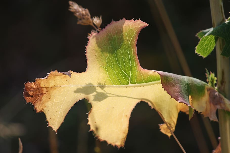 leaf, drought, structure, shadow, light on, silhuette, arid HD wallpaper