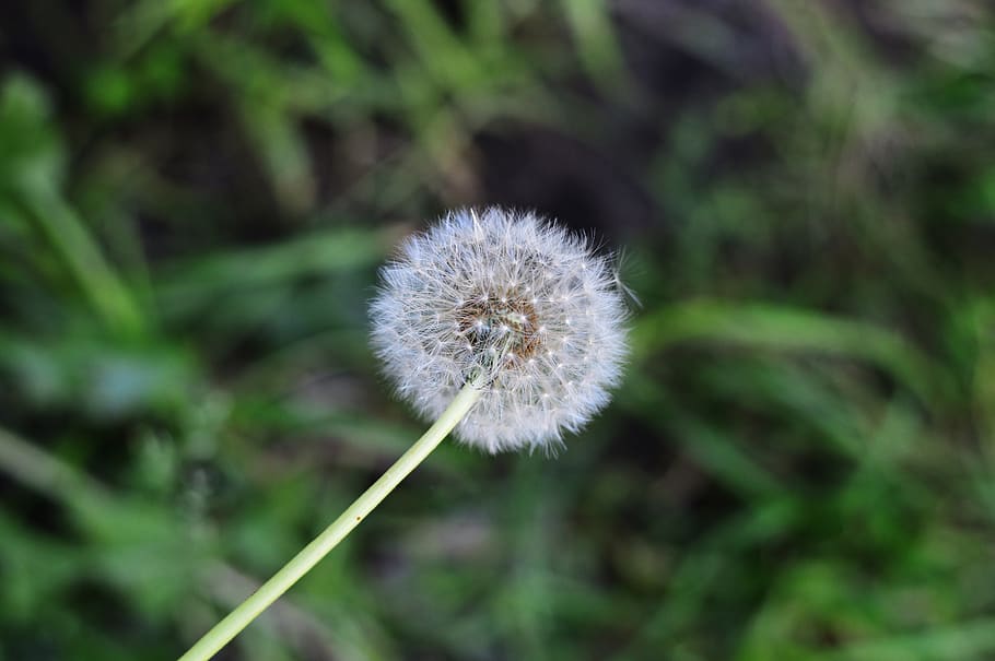 grass, macro, nature, dandelion, spring, summer, flower, plant HD wallpaper