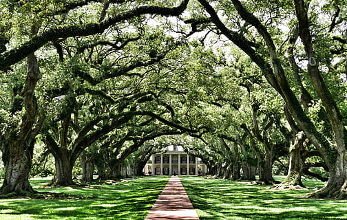 bare trees, plant, oak, flora, oak alley plantation, united states HD wallpaper