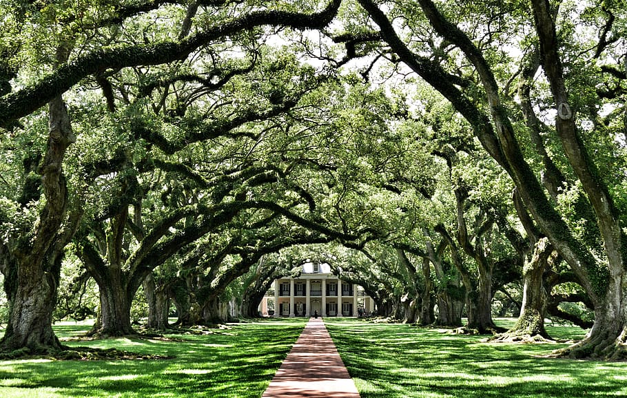 bare trees, plant, oak, flora, oak alley plantation, united states HD wallpaper
