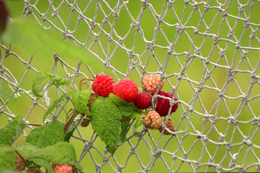 raspberry, red raspberries, plant, bush, fruit, harvest, food HD wallpaper