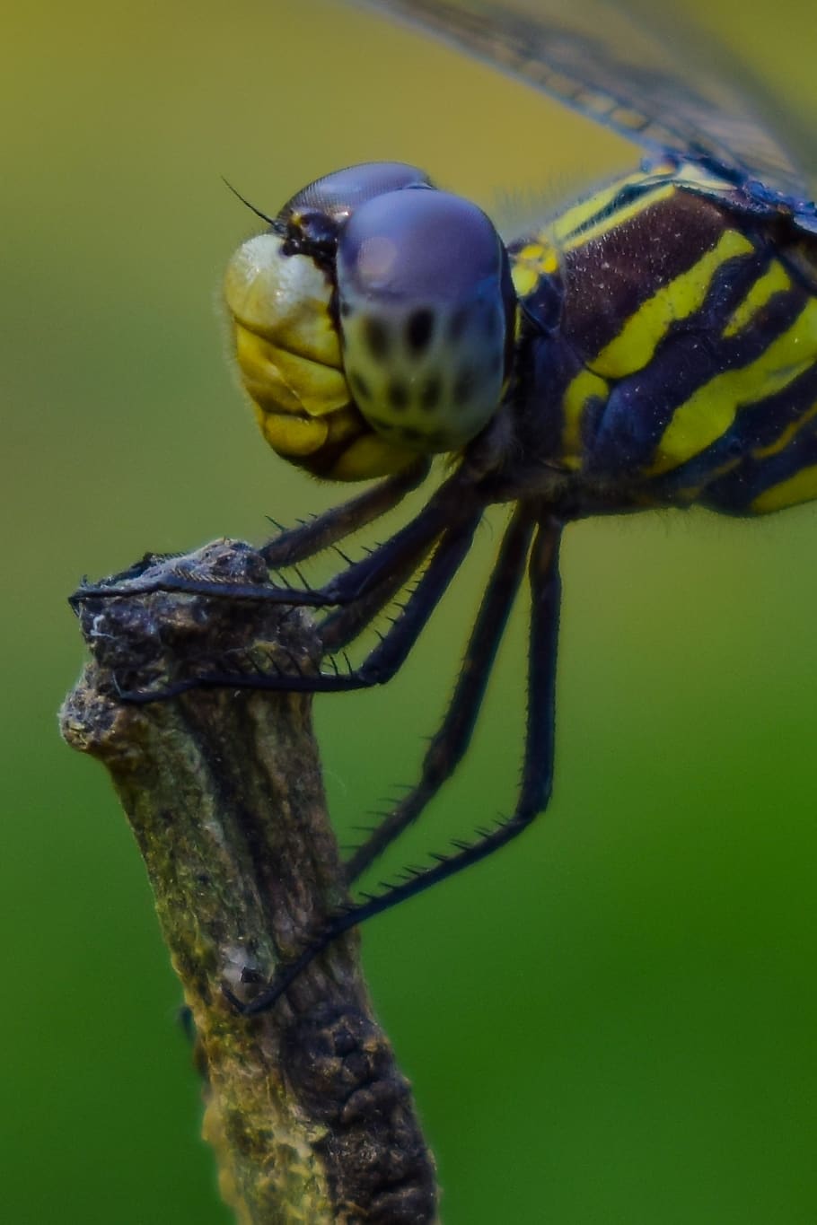 dragonfly, nature, macro, insects, hd, images, portrait, animal wildlife HD wallpaper