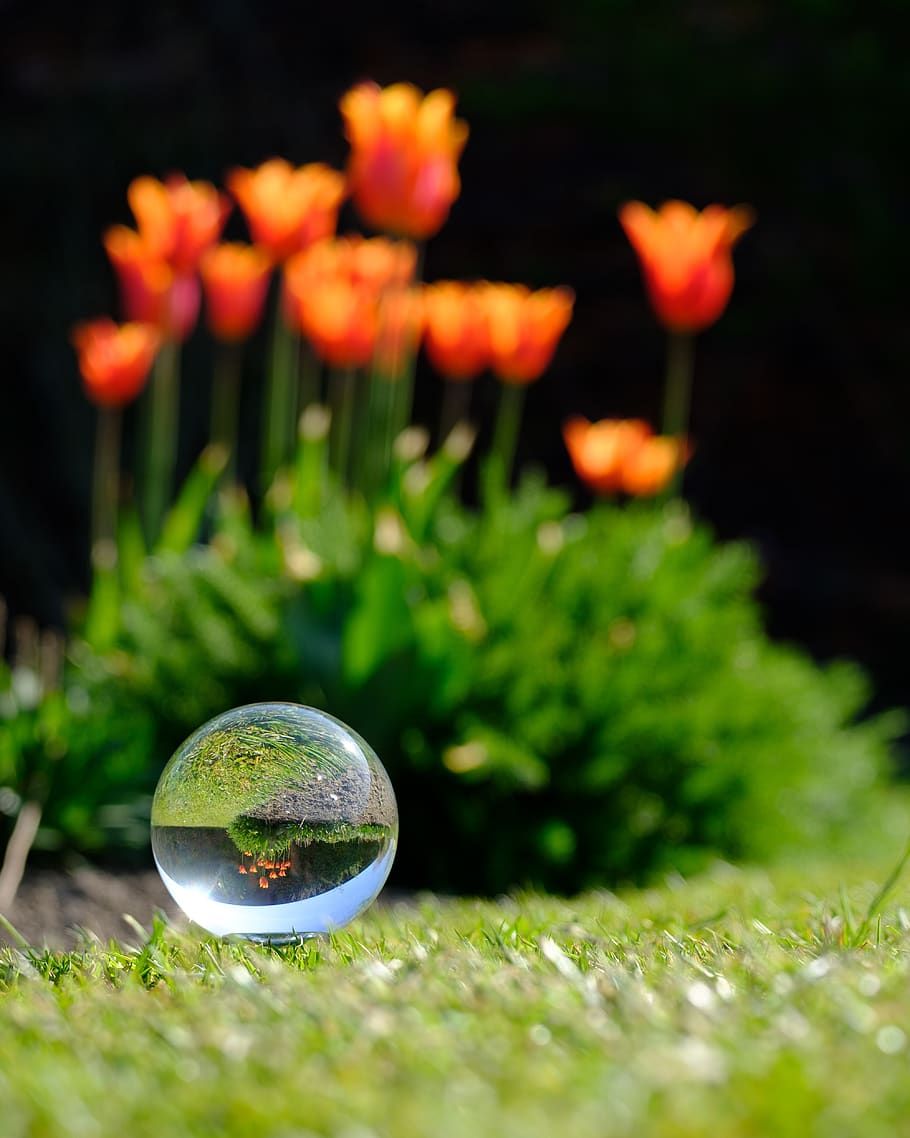 crystal ball, photography, flower, yorkshire, refraction, spring, HD wallpaper
