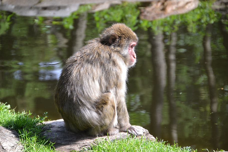 makake, monkey, primate, animal, animal world, mammal, nature HD wallpaper