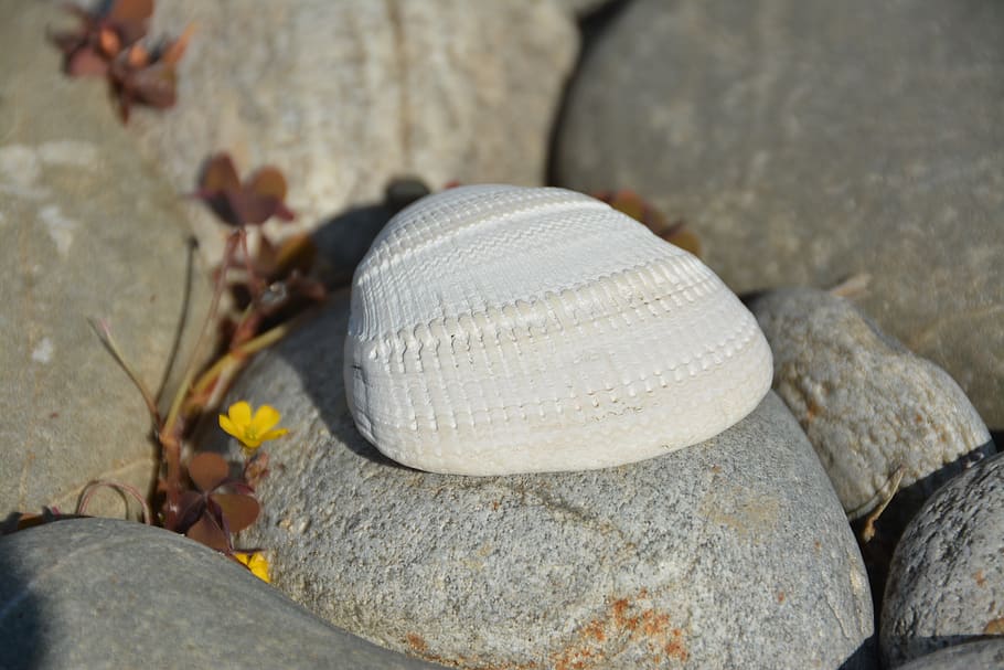 shell, pebble, ocean, rocks, shells, stones, sea, solid, close-up HD wallpaper
