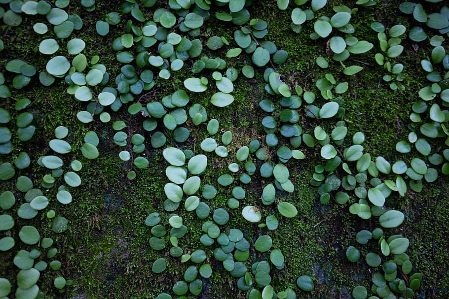 reef, green, moss, nature, abundance, no people, large group of objects HD wallpaper