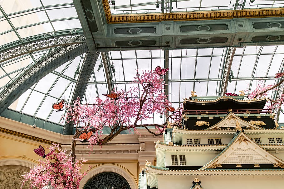 cherry blossom tree, architecture, built structure, plant, low angle view HD wallpaper