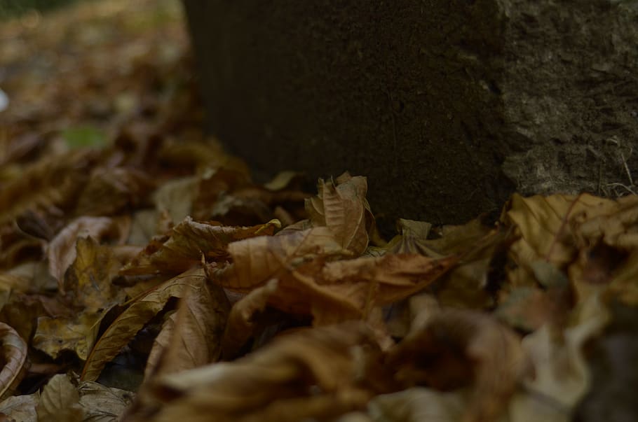 selective focus, close-up, plant part, no people, leaf, food HD wallpaper