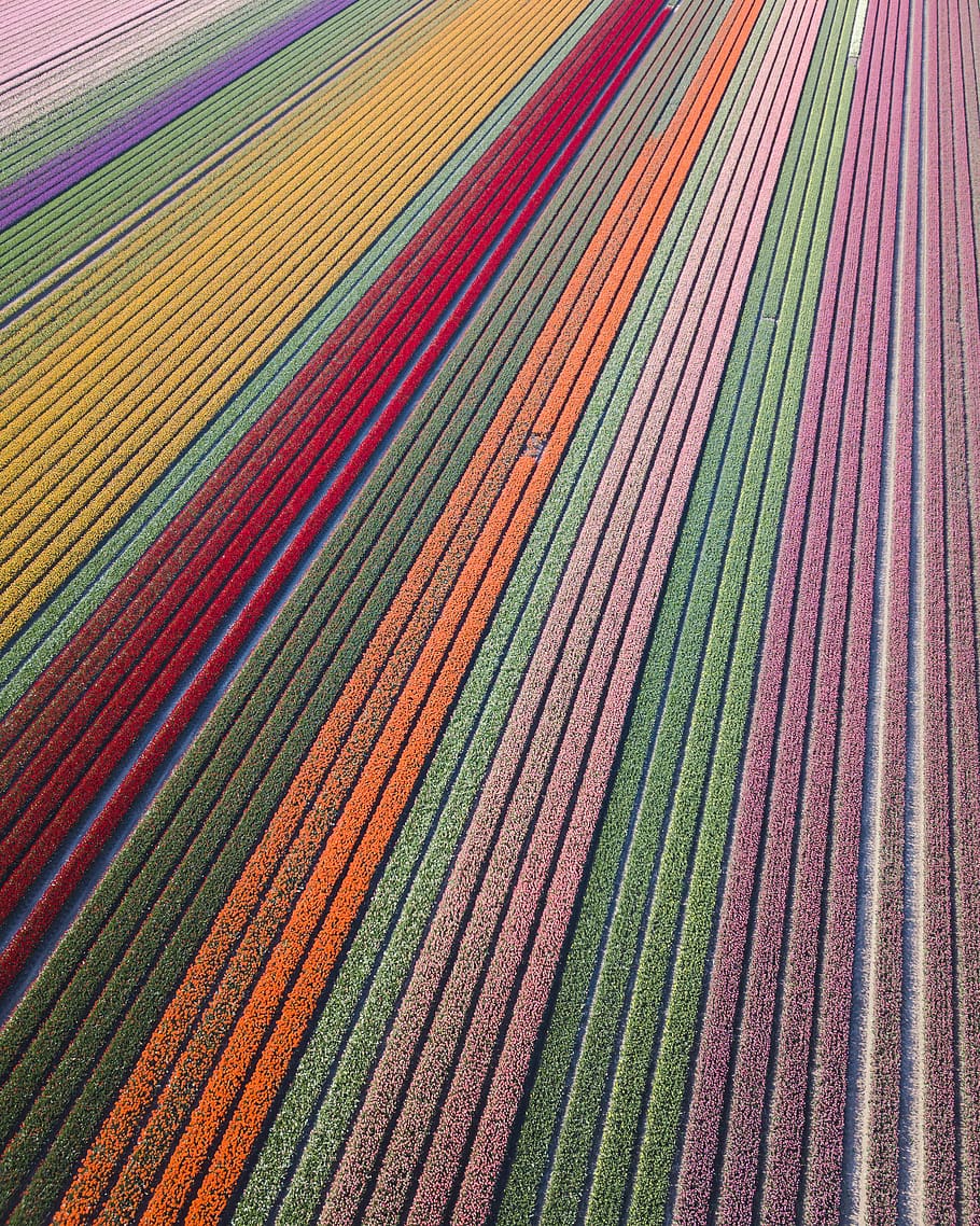 assorted-color flower field, multi colored, pattern, full frame HD wallpaper