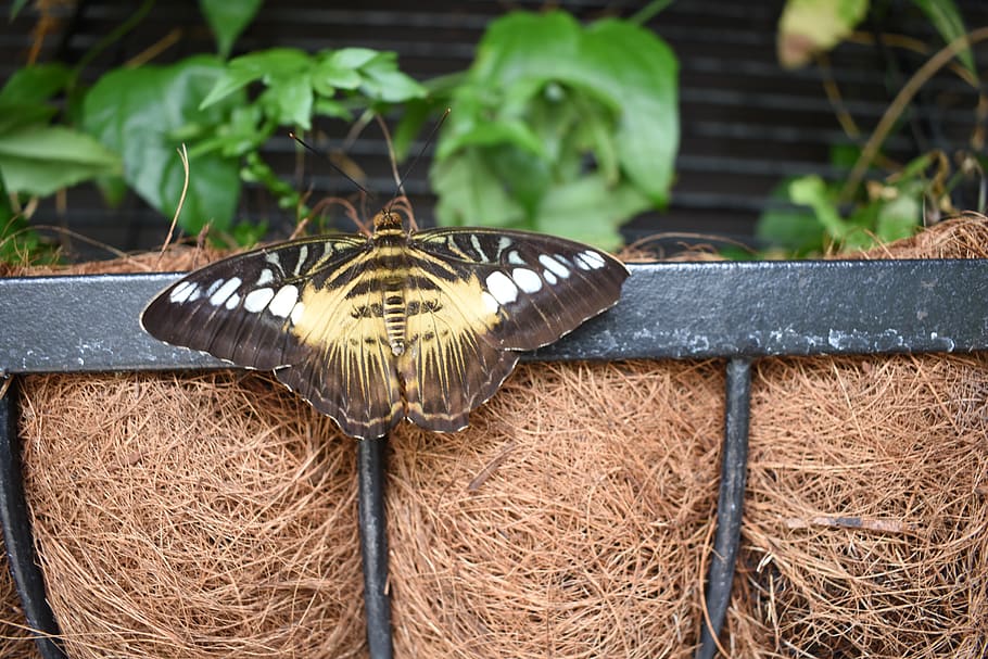 butterfly, insect, leaves, plant, day, nature, close-up, focus on foreground HD wallpaper