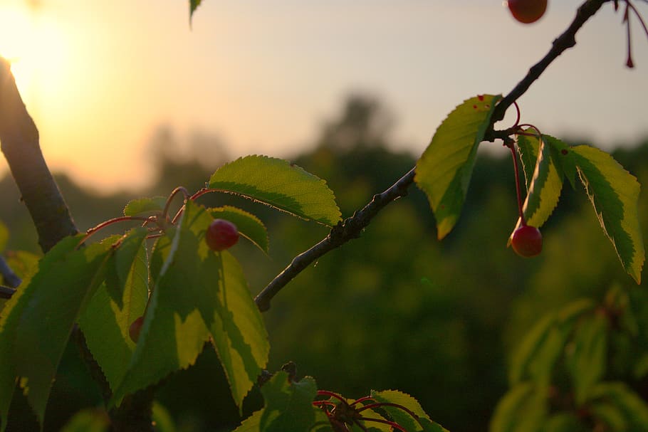 golden hour, green, tree, macro, retro, leafs, nature, sunset HD wallpaper
