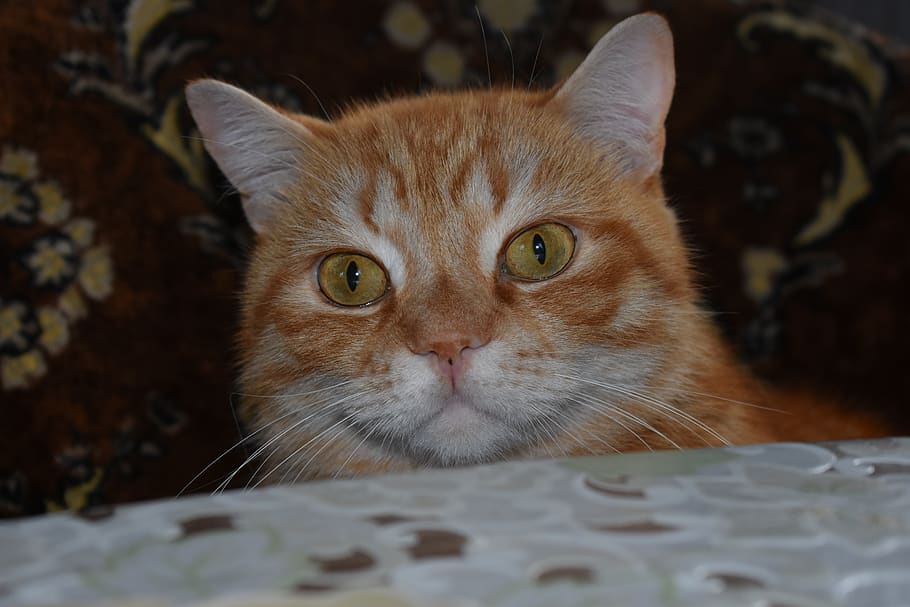 cat, redhead, full face, large, peeps, curious, animals, cute HD wallpaper