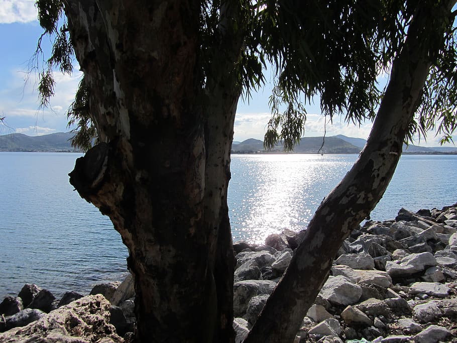 seascape, water, tree, beauty in nature, plant, beach, rock HD wallpaper