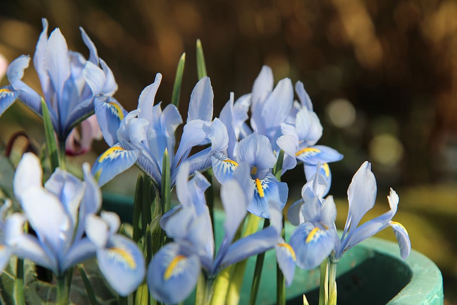 iris, iris blue, flowering, small iris, flowers, flowering plant HD wallpaper