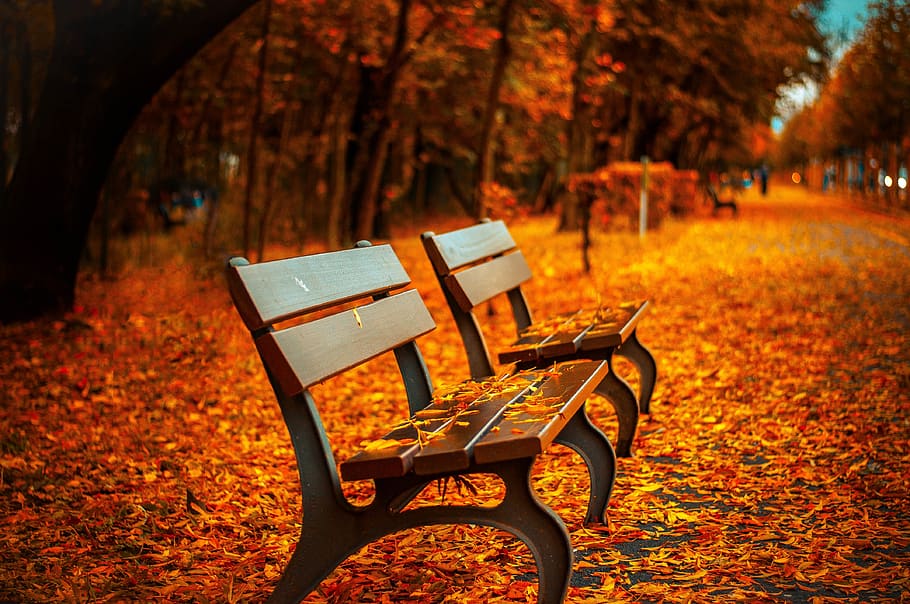 Two Empty Benches, park, path, seat, trees, autumn, absence, chair HD wallpaper
