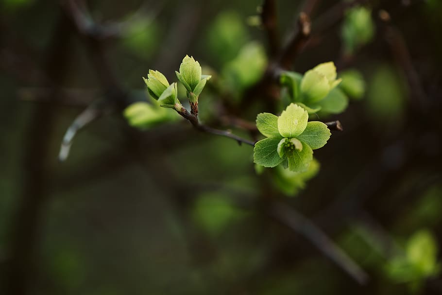 green leaves, plant, growth, beauty in nature, plant part, close-up HD wallpaper