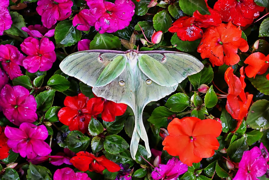 luna moth, insect, nature, butterfly, flower, flowering plant HD wallpaper